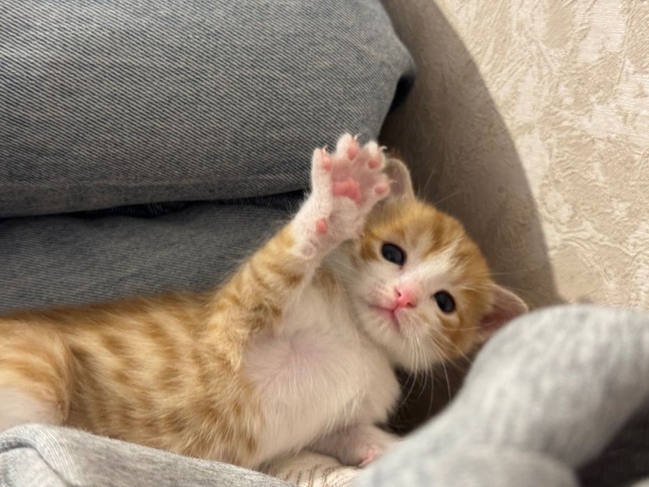 Котенок крысолова