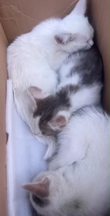 Отдам котят в добрые руки