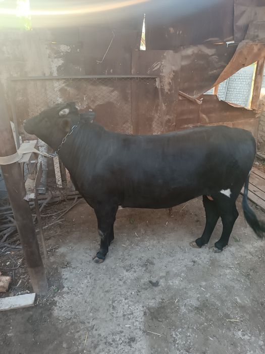 Qurbonlikka semiz buqala