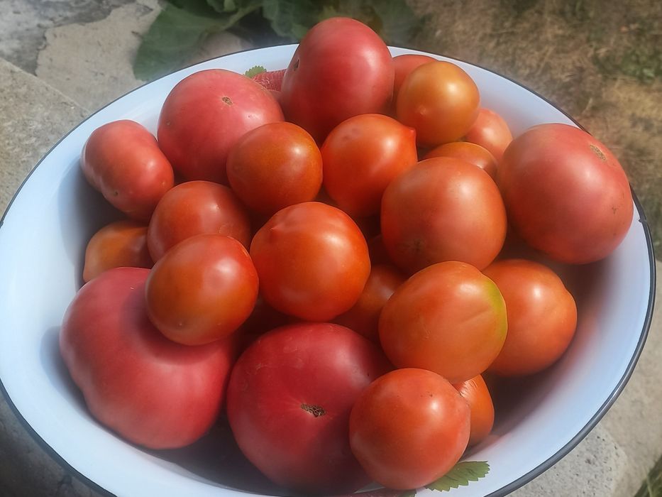 Продам помидоры красные и бурые, тыква .