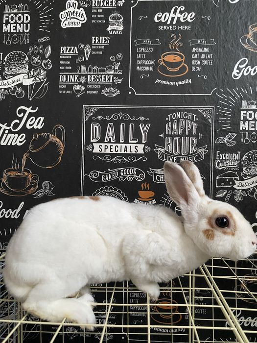 Обменяю на двух попугаев без клетки