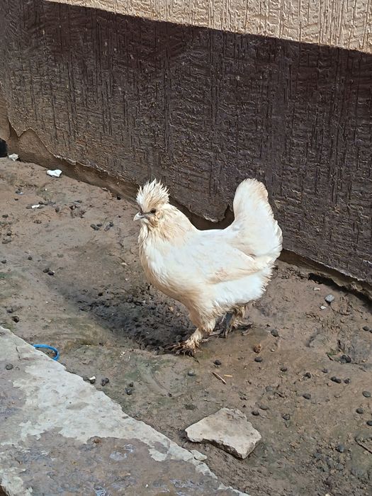 Yapon tovuqla joja xoroz sotladi