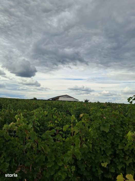DE VÂNZARE  VIE /FERMĂ VITICOLĂ  (plus ferma/cladire/depozit) PANCIU