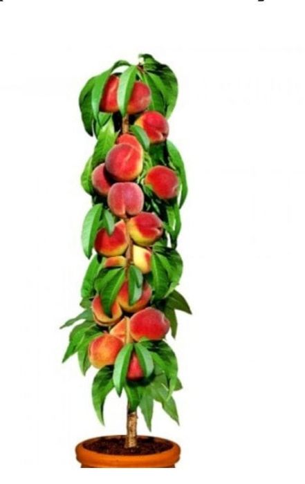 Pomi fructiferi anul 3