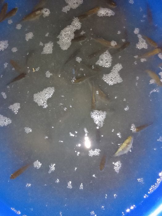 Живец-карасик. Центр