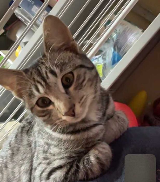 Donez pui de pisica 5-6 luni