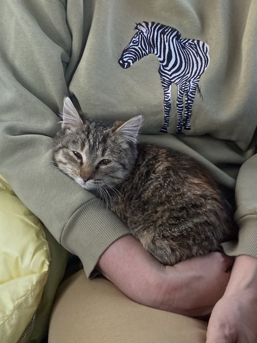 Отдам котенка девочку