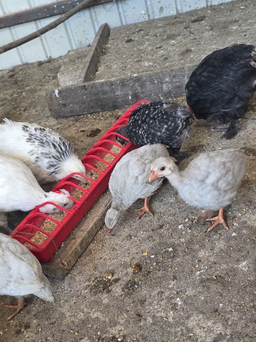 Pui de bibilică de vânzare