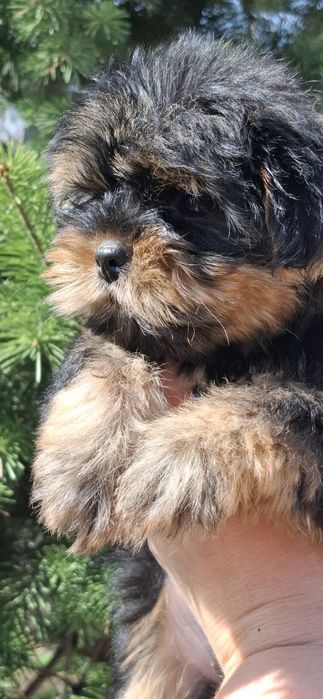 Щеночки йоркширского терьера