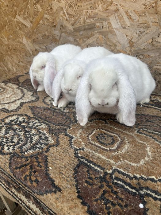 Iepuri berbec german