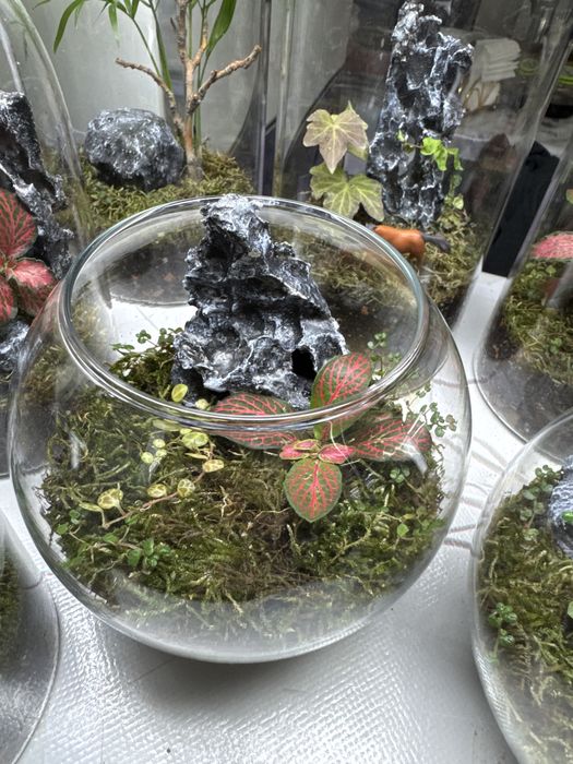 Продам закрытые  и открытые флорариумы