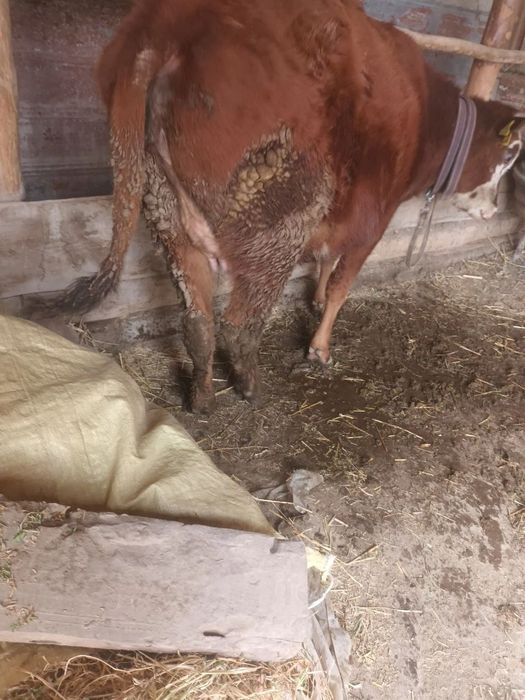 Бугуз сигирла пародали