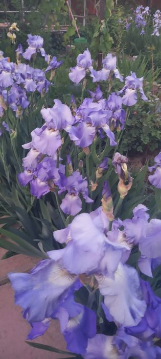 Ирисы ирисы цветы