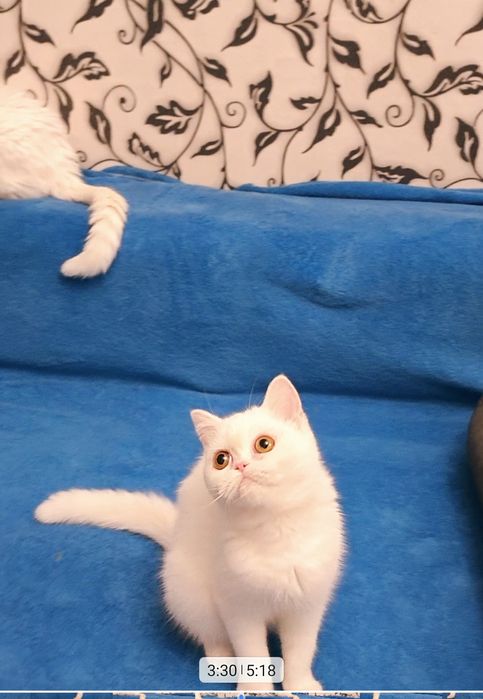 Экзотическая короткошерстная девочка