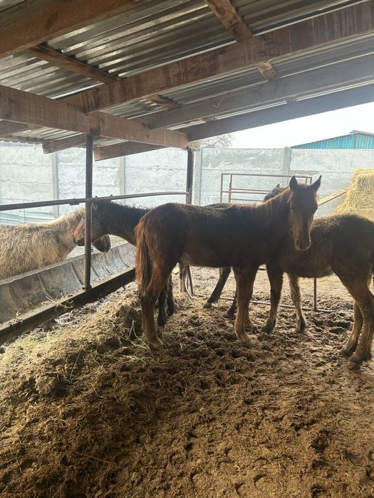 Еркек жабагылар сатылады !!!