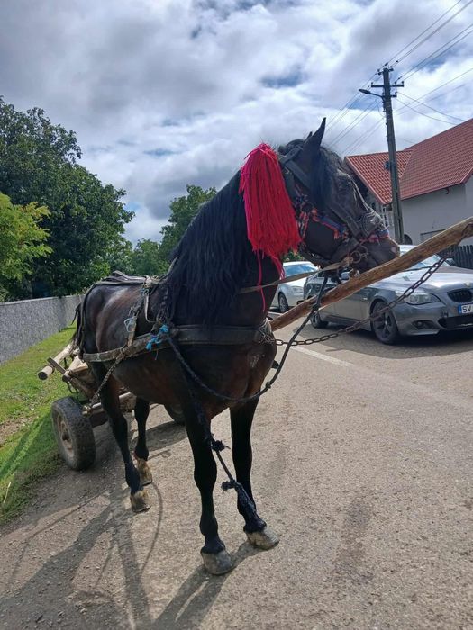 Vând un harmasarel de 9 ani