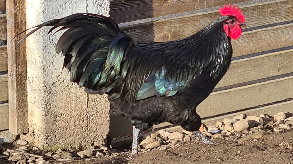 Cocoș Australorp