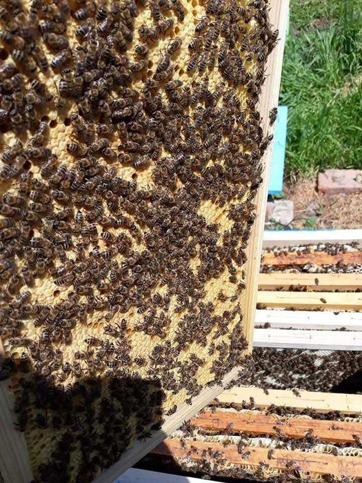 пчелни семейства на 4 рамки