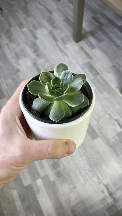 Суккуленты. Осталось 2 штуки