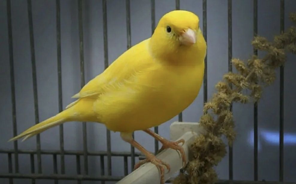 Канарейка кенар овсяночного напева конкурсной песни