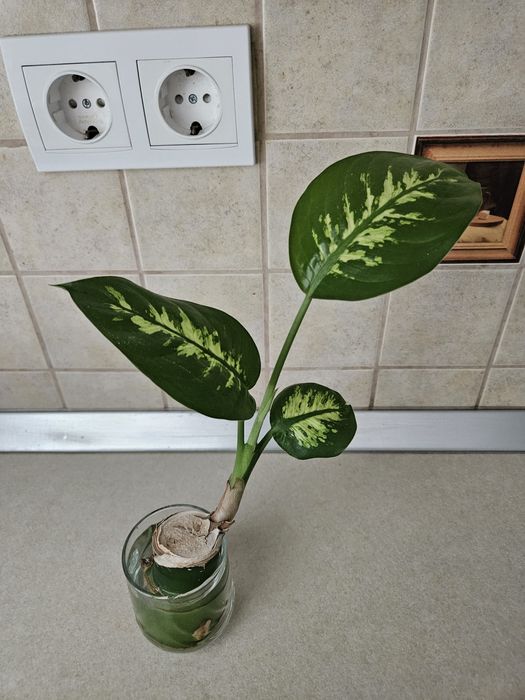 Lastari Dieffenbachia