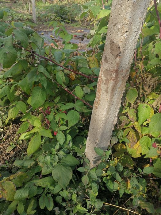 Butasi de zmeură 2lei firu