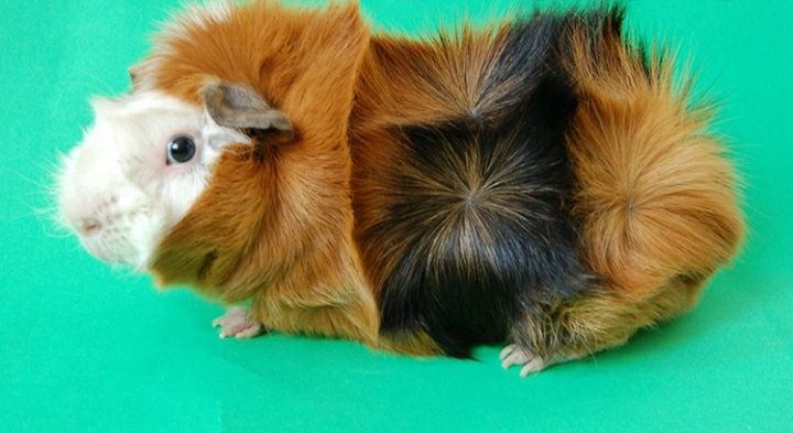 Морские свинки продаю