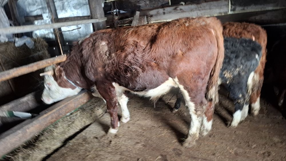 Бычек малдануга 800