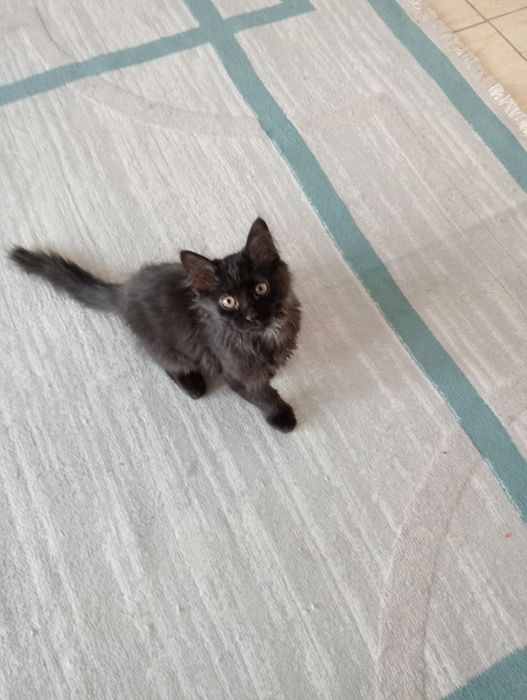 Отдам котёнка в добрые руки