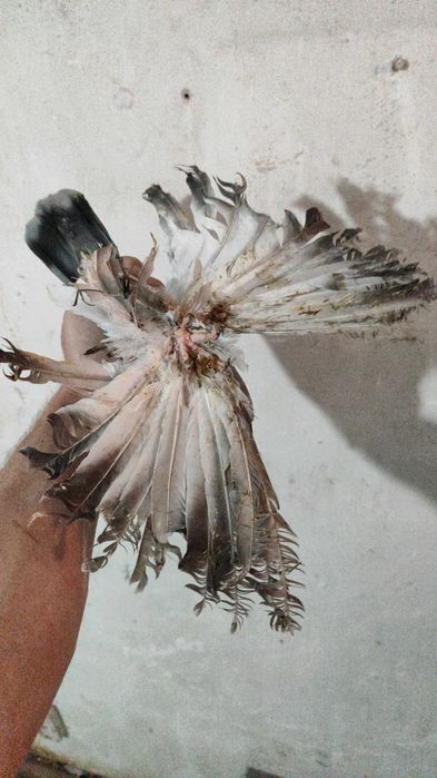 Голуби голуби пара