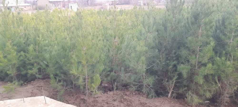 sasna kuchatlar sotiladi srochni