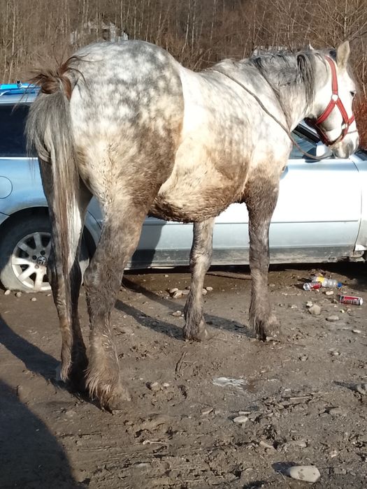 Cal de vânzare de 5ani