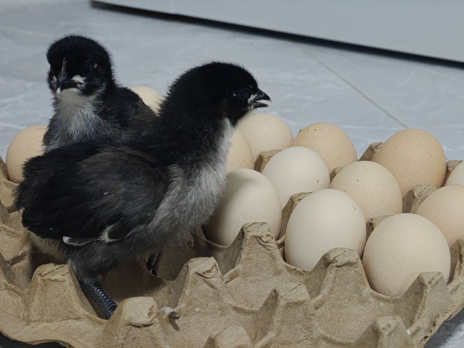 Черный австралорп жұмырткасы