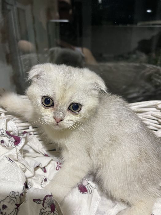 Котята blue point шиншилы британские