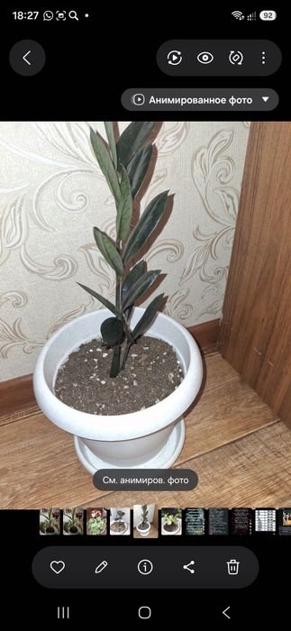 Комнатные цветы.