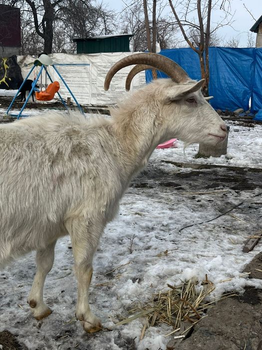 Срочно!!! Дойная зааненская коза