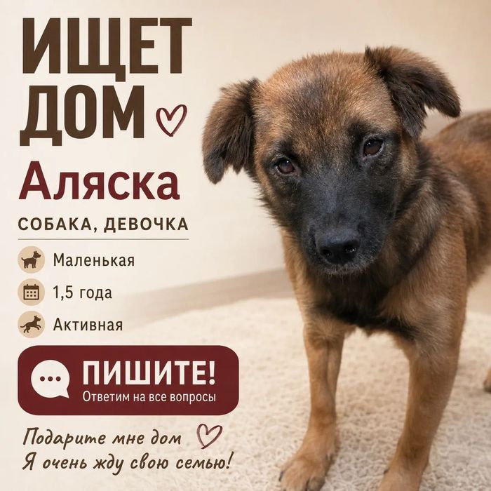 Собака небольшого размера, добрая