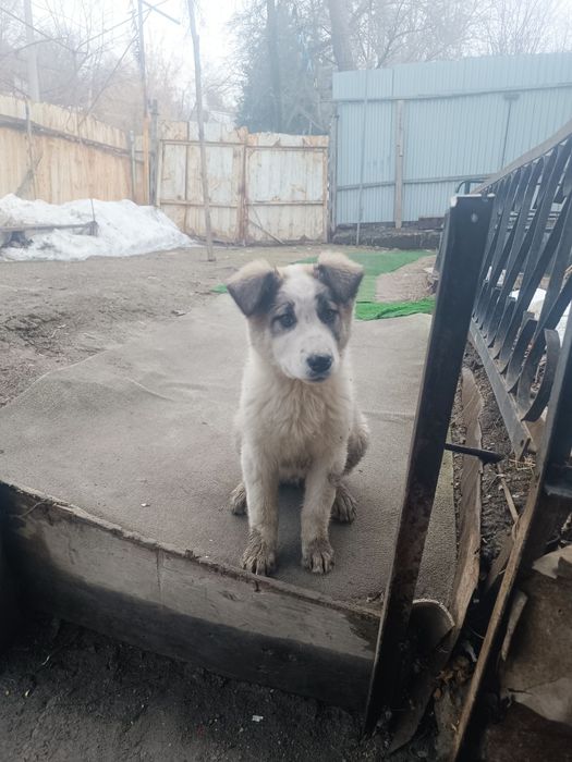 Продам срочно собаку