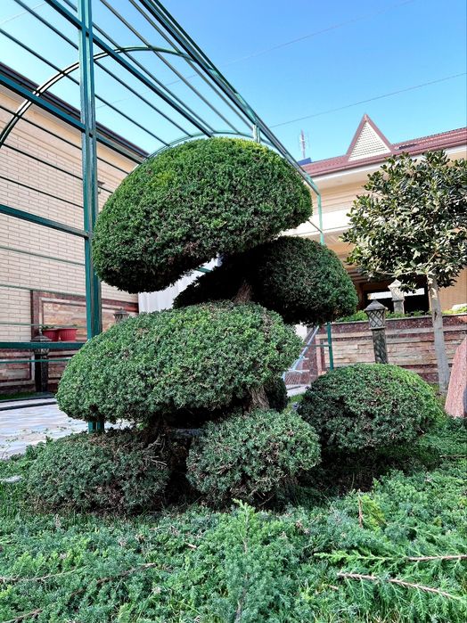 Archa stirichk qilish gazong ekosh lanshaf qilish