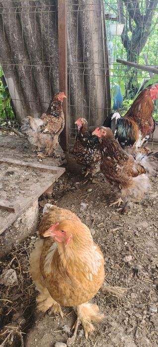 Brahma porțelan 3+1