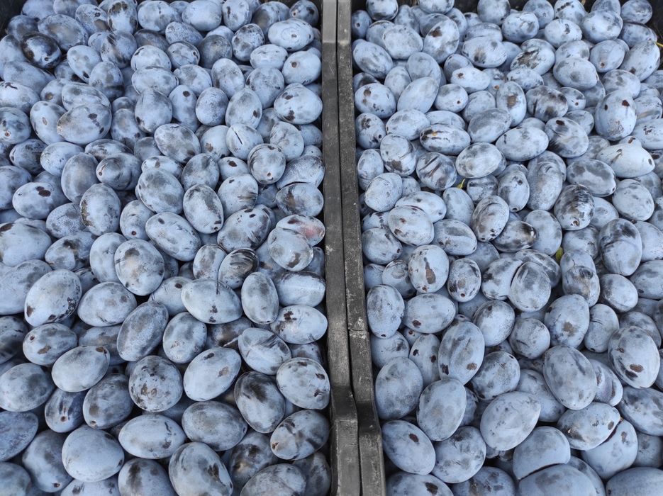 Prune Bistritene