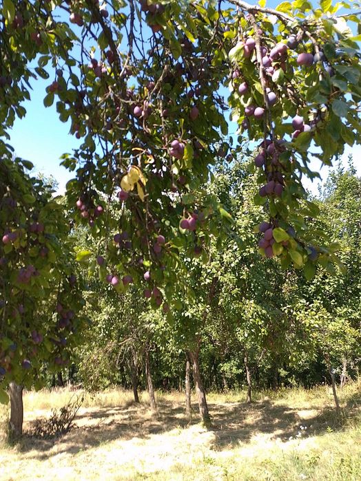 Prune de vanzare