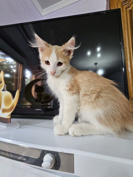 Котенок  мальчик)))