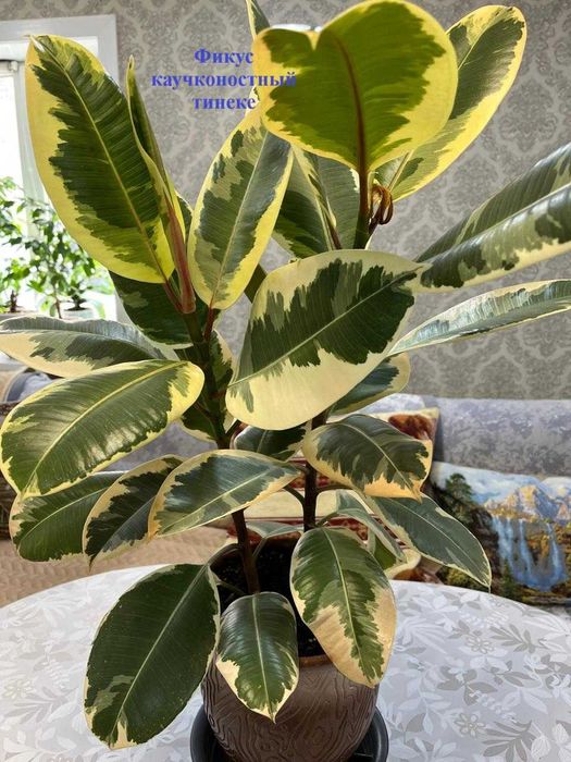 Цветы для дома- приносят удачу