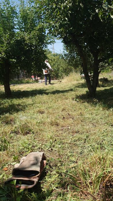 Taiere pomi, cosit gazon/iarba