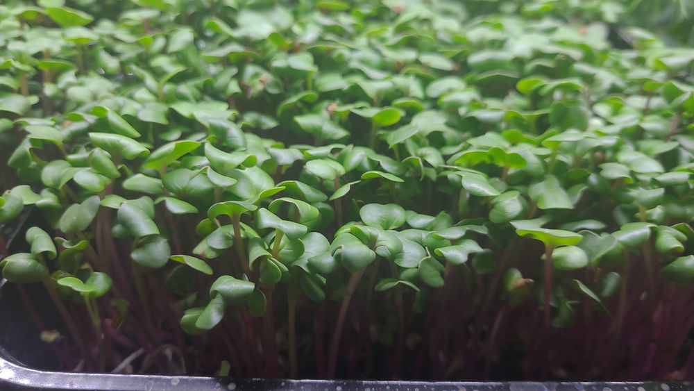 Микрозелень, зелень.