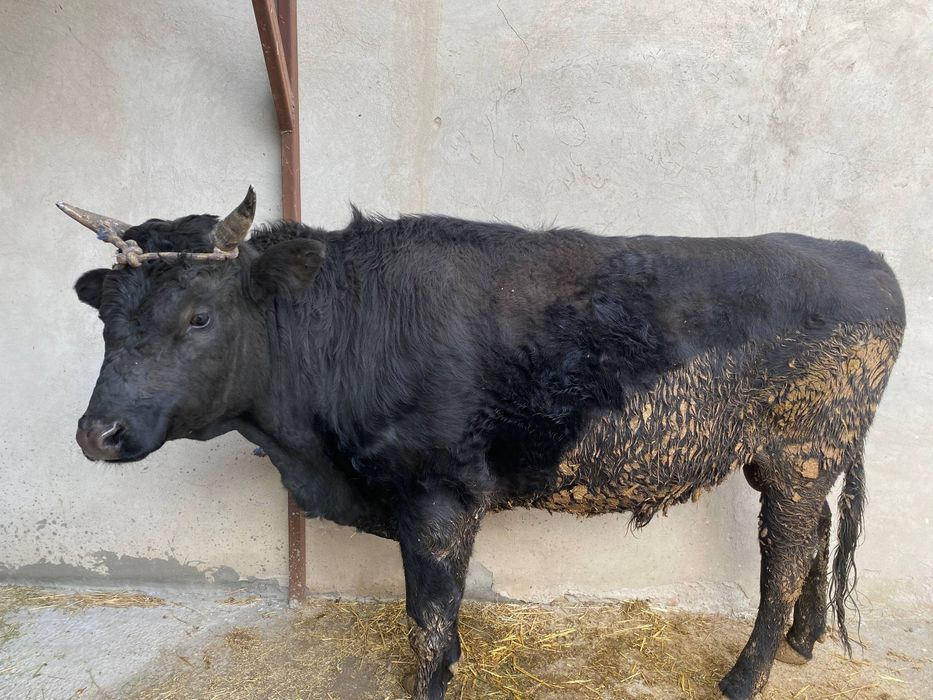 2 йошли бука зотли