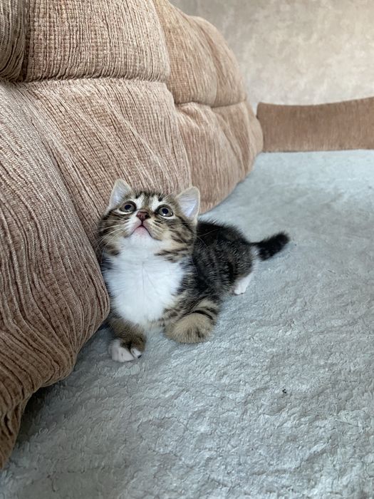 2 котика, британцы