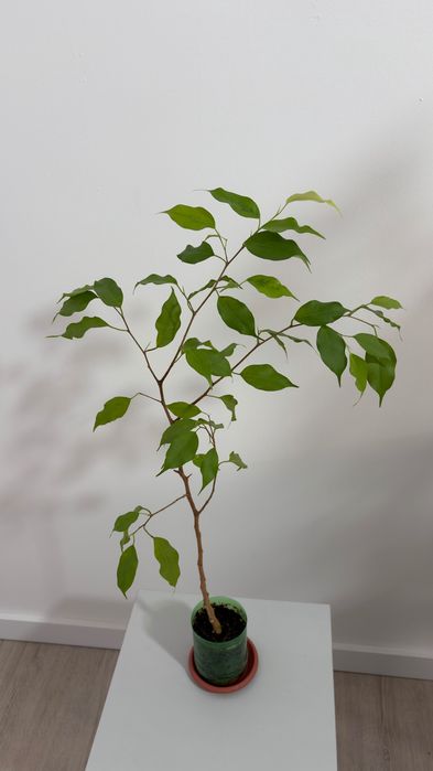 Фикус Бенджамина