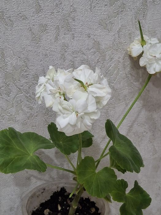 Продам пеларгонии цветущии